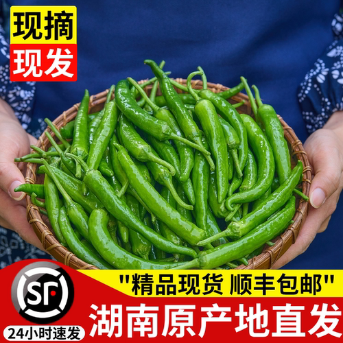 顺丰！樟树小辣椒！现货当天发