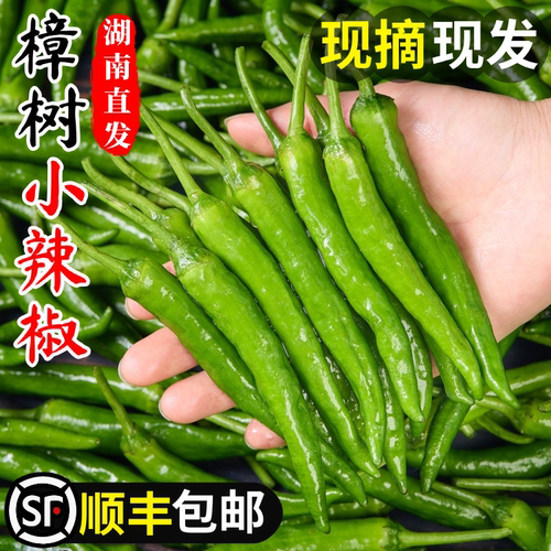 顺丰！樟树小辣椒！现货当天发