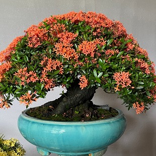 直播间专拍造型老桩盆景树桩花卉植物摆件榆树黄杨白蜡雀梅福建茶