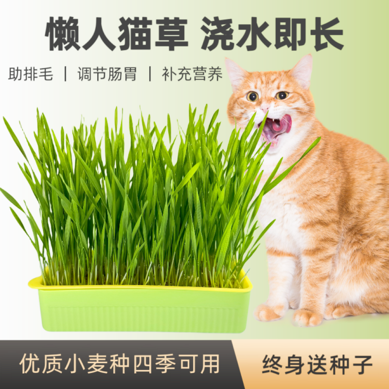 懒人水培猫草有机化毛终身送种子