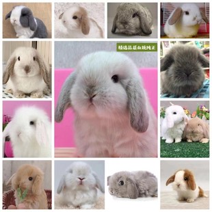 家养繁育双血统侏儒兔迷你小型长不大活体海棠凤眼茶杯猫猫兔垂耳