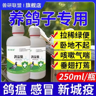 沙门氏菌鸽瘟康新城疫鸽子拉稀水便绿便鸽瘟歪脖缩头炸毛甩食呆立