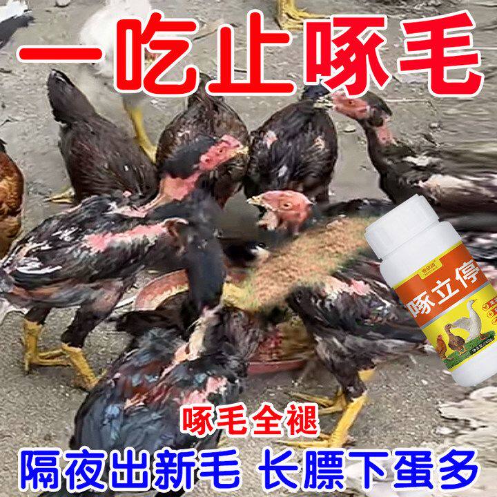 啄立停止啄灵鸡鸭鹅防啄毛止啄止咬灵鸡鸭防啄蛋小鹅啄毛鸡啄羽毛