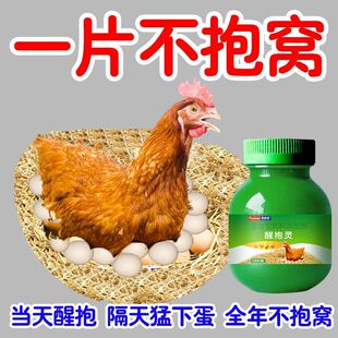 母鸡抱窝醒速效醒抱灵不让母鸡孵化扒窝抱窝灵番鸭醒窝饲料添加剂