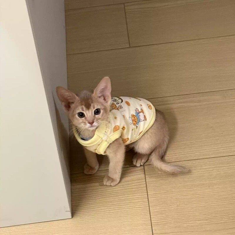 宠物猫咪衣服春夏透气防掉毛马甲背心可爱双面绒保暖套头圆领服装