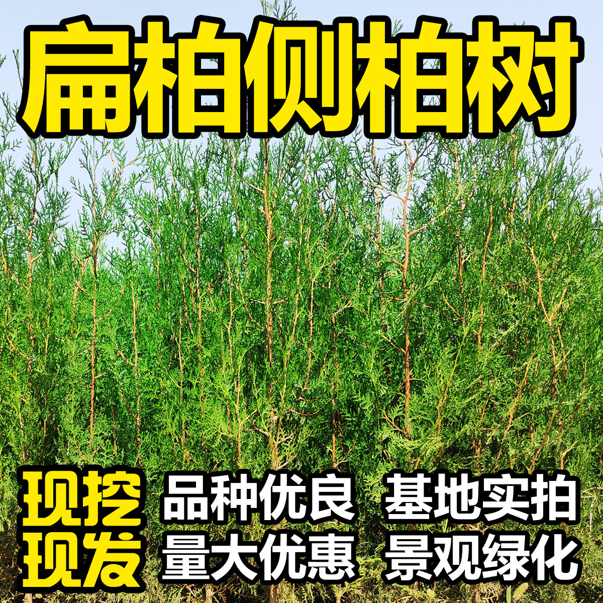 侧柏树苗扁柏树苗扁侧柏树苗 松柏树庭院绿化侧柏绿化苗木四季青