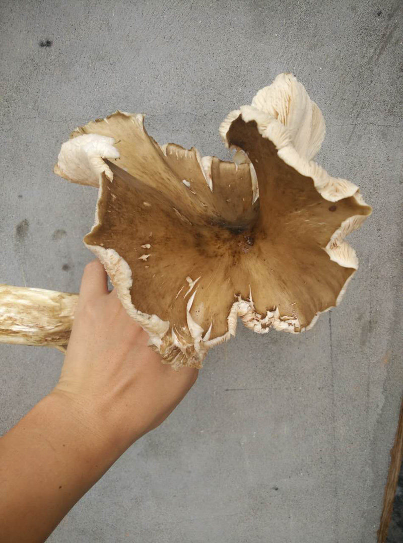 四川新鲜野生斗鸡菇菌鸡枞菌斗菌伞把菇三塔菌精选生长