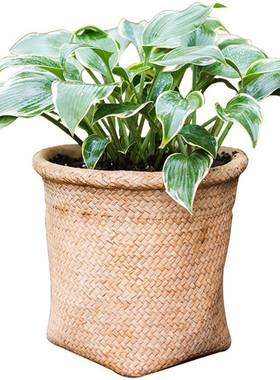 掬创涵花泥器装饰花盆花瓶草编造型盆栽桌面摆TC06093件多水肉阳