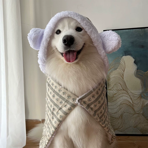 Самоед золотой свитер одежду питомец