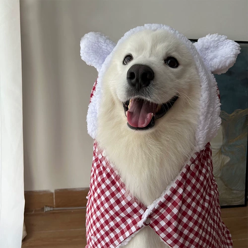 Самоед золотой свитер одежду питомец