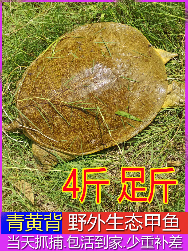 外塘鲜活甲鱼青黄背生态野外生长甲鱼