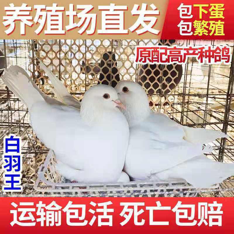 鸽子活物一对原配种鸽活体下蛋幼鸽青年鸽银王鸽瓦灰鸽白羽王家鸽