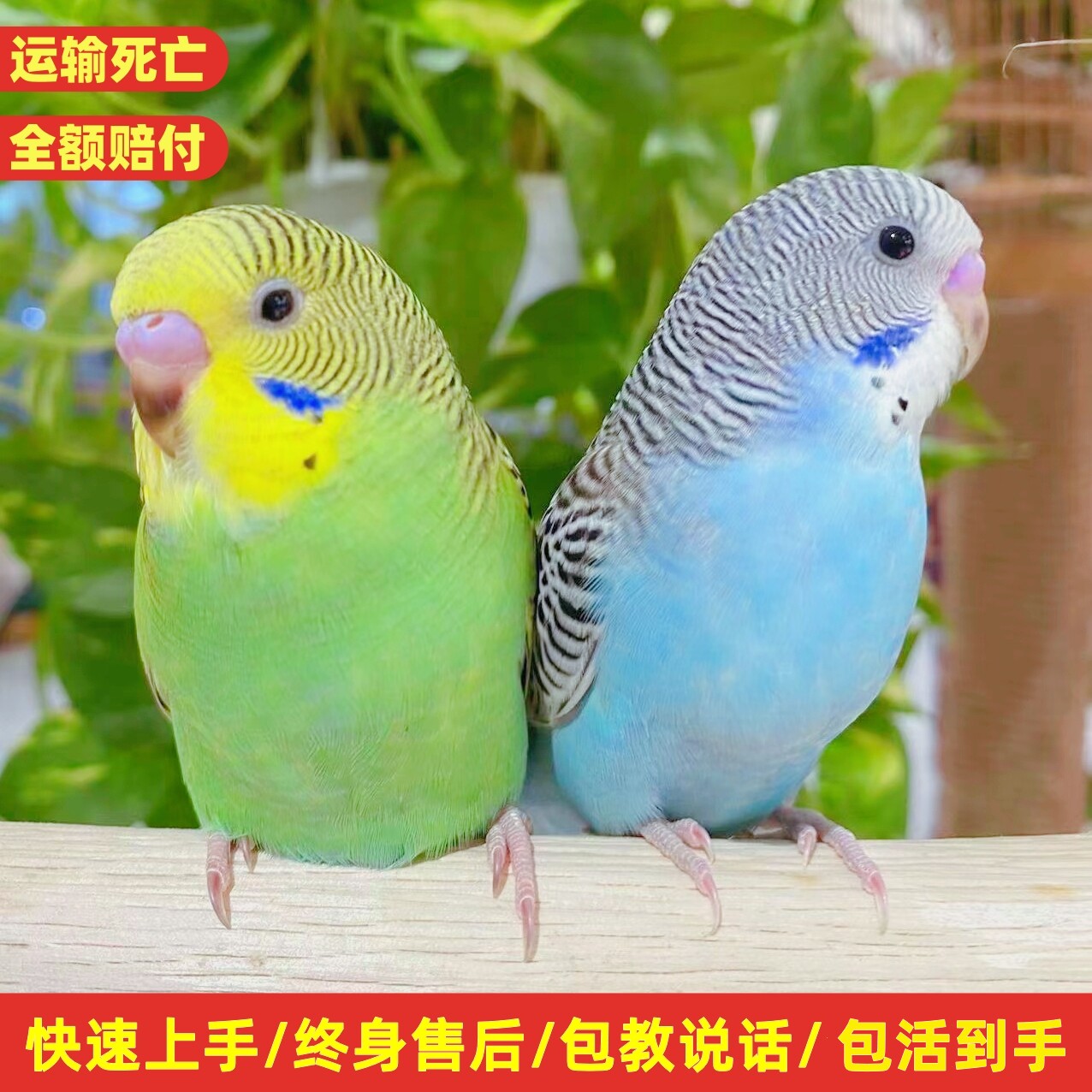虎皮鹦鹉活鸟活体中小型手养鸟云鸟