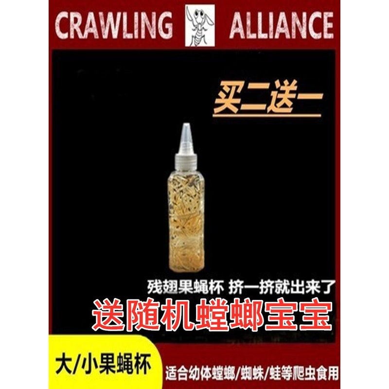 果蝇杯残翅大果蝇杯角蛙蜘蛛螳螂饲料活体活饵小果蝇杯果蝇