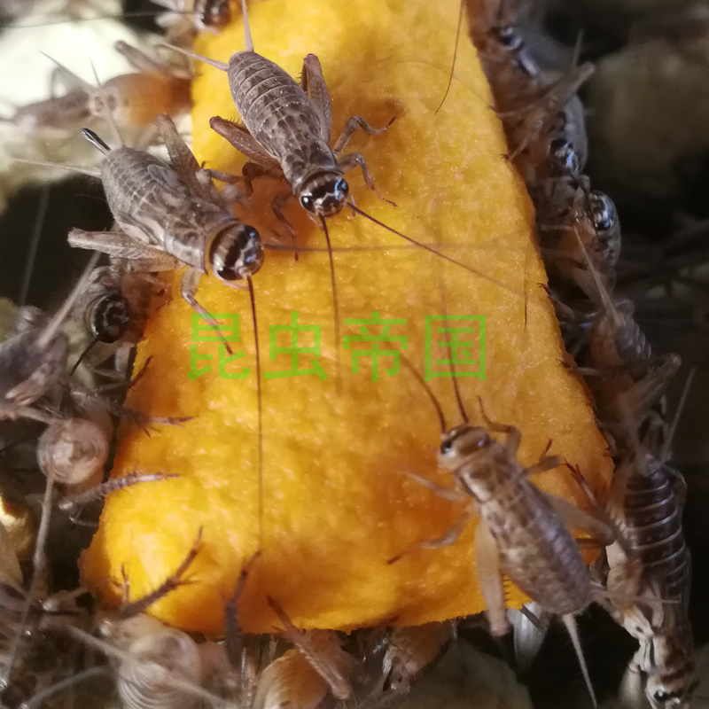 昆虫帝国 包邮白蟋蟀针头蛐蛐油葫芦宠物活食龙鱼爬宠鸟类饲料