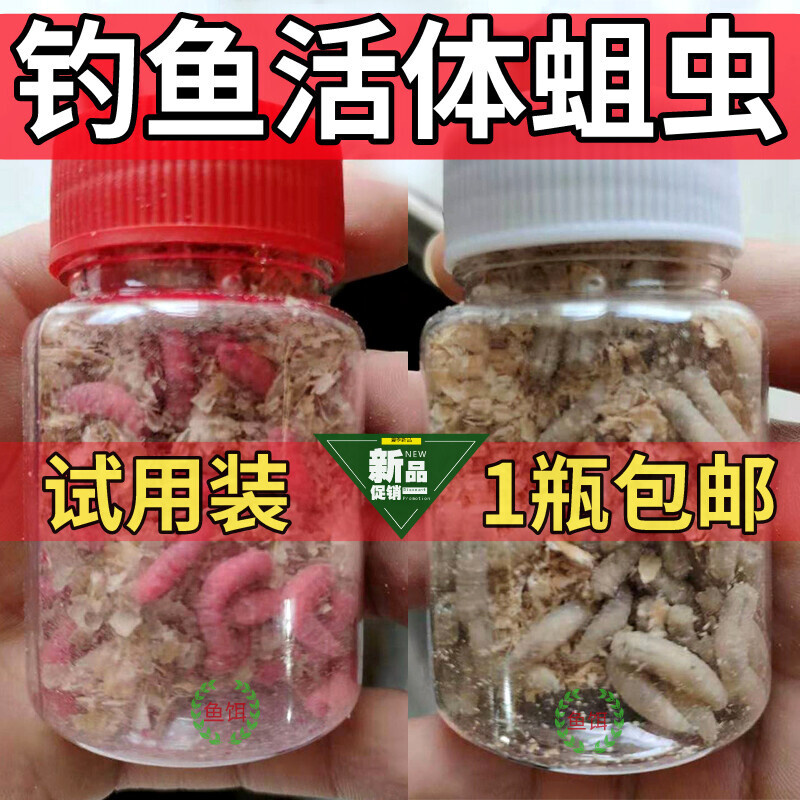包邮活体活蛆鲜活肉蛆蛆虫白蛆活饵蛆牙子鲫鱼鲤鱼玉米虫昆虫鱼饵