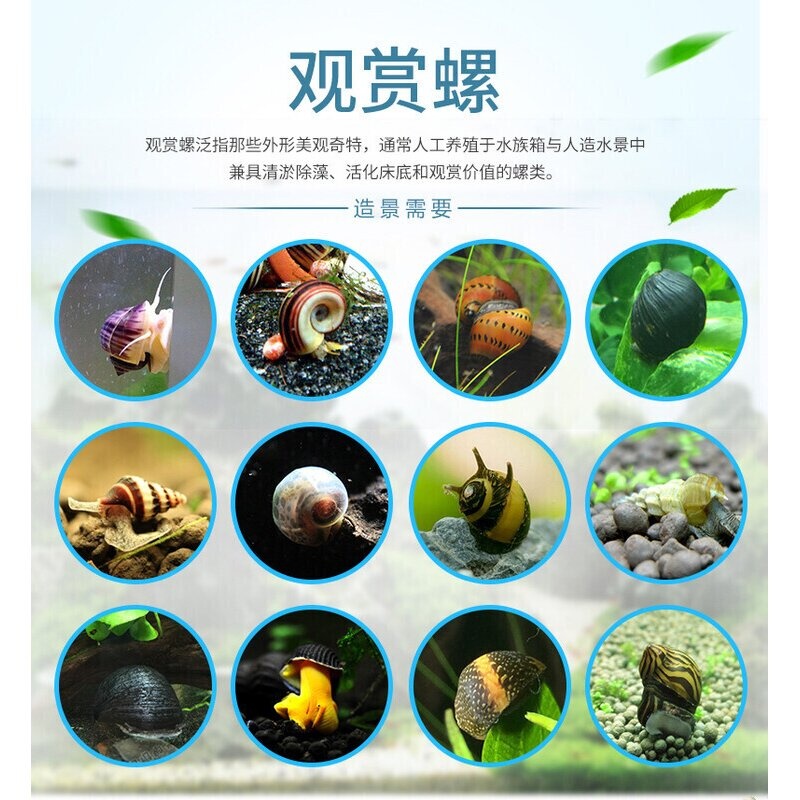 观赏螺斑马螺苹果螺观赏鱼虾水族箱宠物活体金刚螺除藻草缸清洁螺