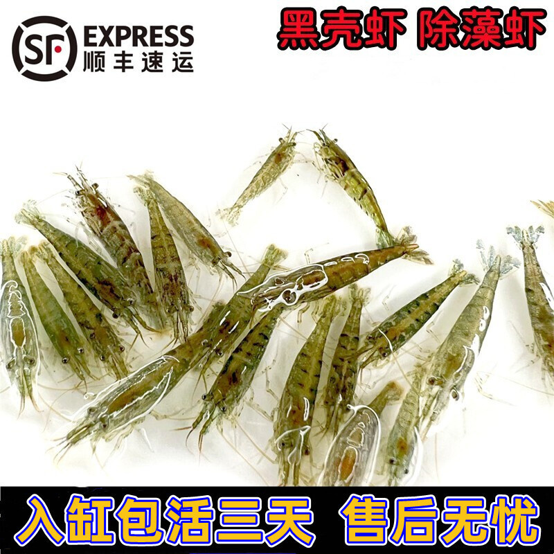 黑壳虾鲜活观赏虾除藻虾清洁草虾淡水活体樱花虾极火虾耐活冷水虾