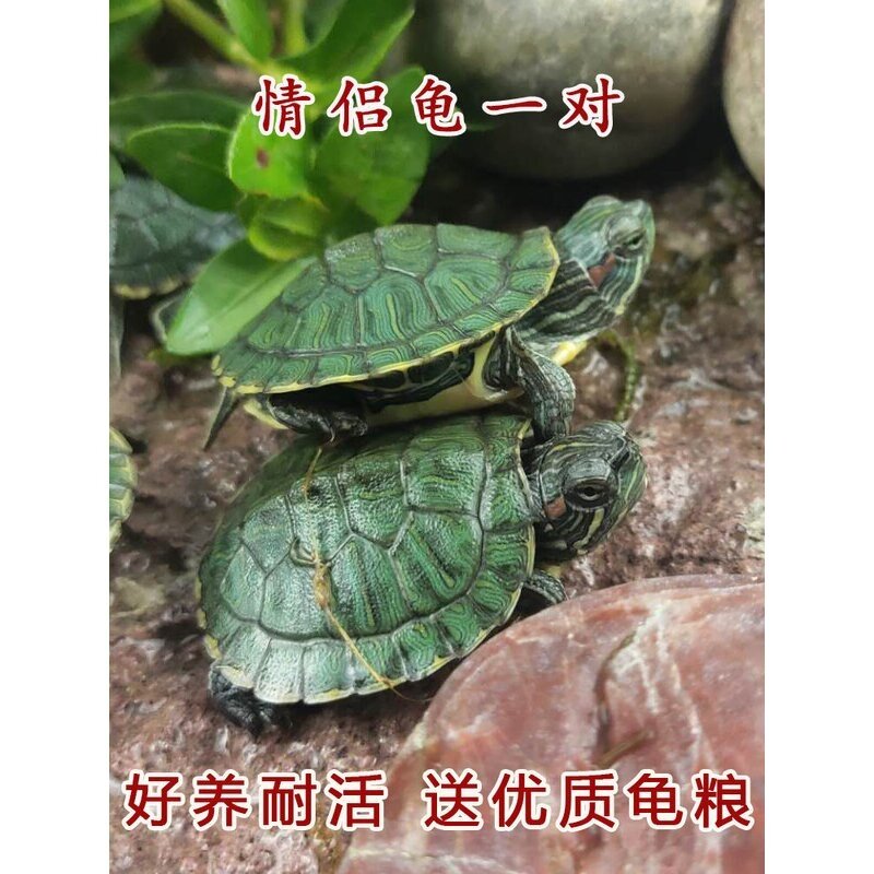小乌龟活物巴西龟苗活体观赏情侣龟一对绿色红耳龟淡水宠物龟