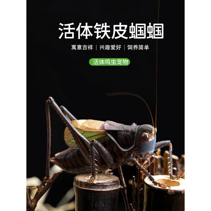 蝈蝈活虫活体鸣虫精品铁皮山青翡翠绿饲料高端竹编笼子叫罐冬蝈蝈