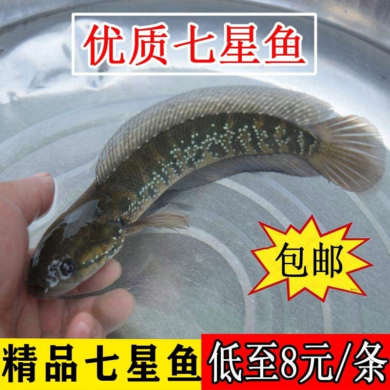 七星鱼精品冷水观赏鱼淡水食用山斑月鳢蛇鱼肉食原生珍珠雷龙鱼