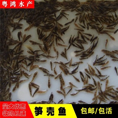 笋壳鱼苗鱼场沙塘鳢鱼苗直供鲜活泰国淡水养殖水花云斑尖塘鳢鱼苗