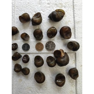 脆螺钓鱼螺钓青鱼泥螺鲜活田螺活体螺蛳青鱼饵黑鲩乌青打窝料石螺