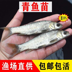 螺蛳青鱼苗淡水养殖食用正宗黑皖冷水草鱼四大家鱼特大青鱼活鱼苗