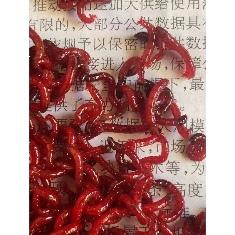 红虫活饵鲜活红虫天津特大号红虫喂鱼拉饵野钓黑头公虫蚯蚓鱼食
