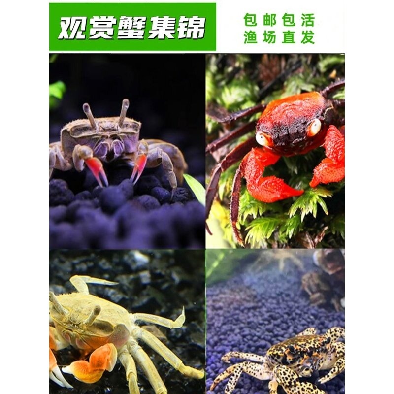 包邮迷你辣椒蟹 深水蟹观赏蟹 豹点蟹 相手蟹蝴蝶蟹 淡水宠物螃蟹