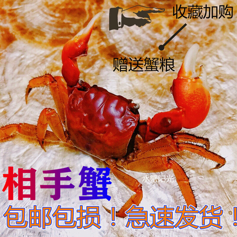 相手蟹观赏蟹活体桌面爬宠淡水螃蟹学生礼物水族易养一生一世同款
