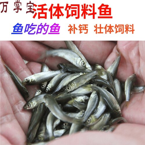 活体麦穗鱼喂乌龟的小鱼苗饲料鱼鲫鱼苗淡水鱼草鱼苗活鱼龙鱼饲料