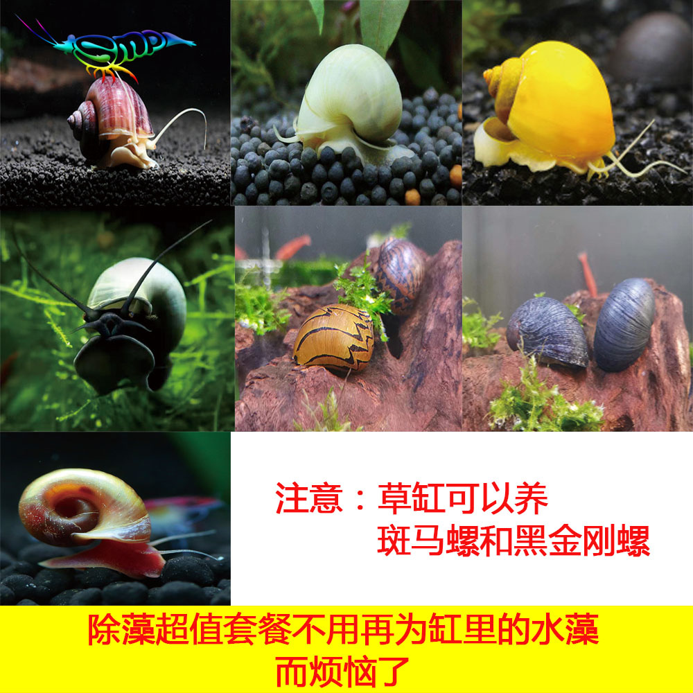 观赏螺黄金螺神秘清藻螺工具螺活体黑金刚螺斑马螺杀手螺顺丰包邮