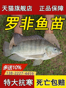 罗非鱼苗特大抗寒淡水养殖食用活鱼脆肉罗非鱼苗全雄福寿鱼苗