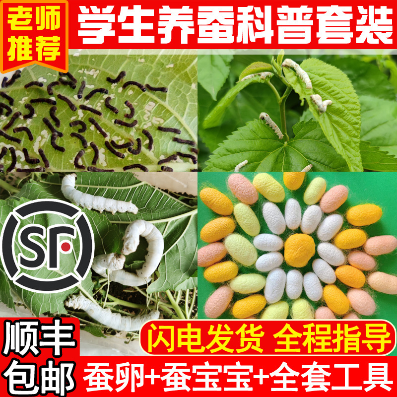 蚕宝宝学生养蚕套装活物春蚕卵幼虫金丝蚕种七彩12龄新鲜桑叶喂蚕