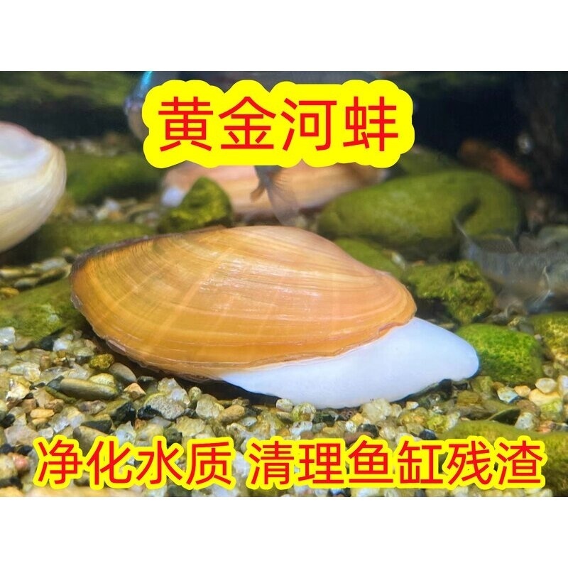 好养黄金小河蚌原生冷水观赏河蚌活体水族净化水质淡水螺鲜活贝壳