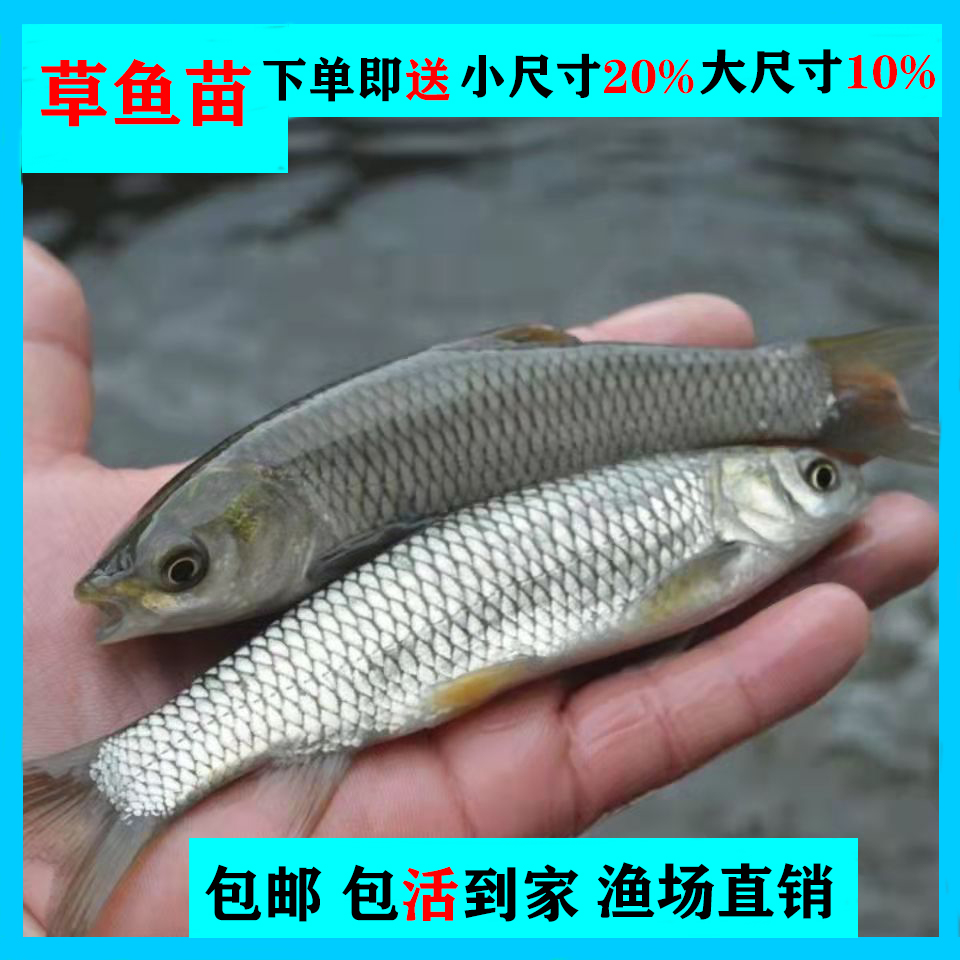 优质草鱼苗淡水活体小鱼苗好养殖食用活物冷水观赏鱼全草鱼活鱼苗