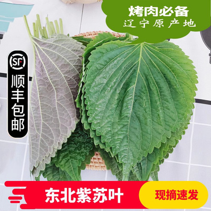 苏子叶新鲜韩国烤肉紫苏叶食用包饭叶绿色蔬菜新鲜东北紫苏包邮