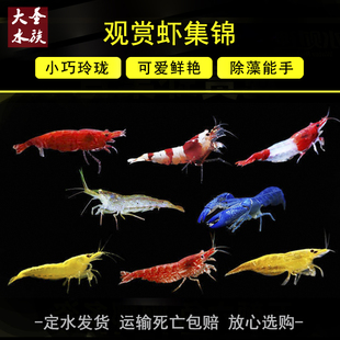 观赏虾淡水极火琉璃蓝丝绒水晶宽背黄金虾黑壳樱花除藻宠物鲜活虾