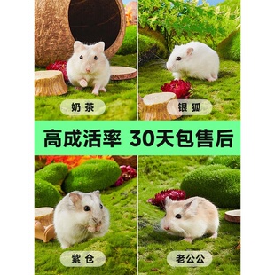 家养宠物小仓鼠活物侏儒三线银狐布丁老公公奶茶金丝熊宝宝活体鼠