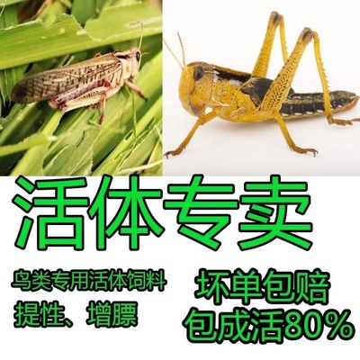 活体蚂蚱活虫蝗虫蚱蜢画眉鸟爬虫龟宠物蜂饲料鸟活食新鲜食物飞蝗