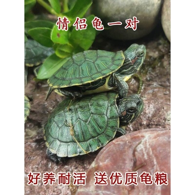 小乌龟活物巴西龟苗活体观赏情侣龟一对绿色招财红耳龟淡水宠物龟