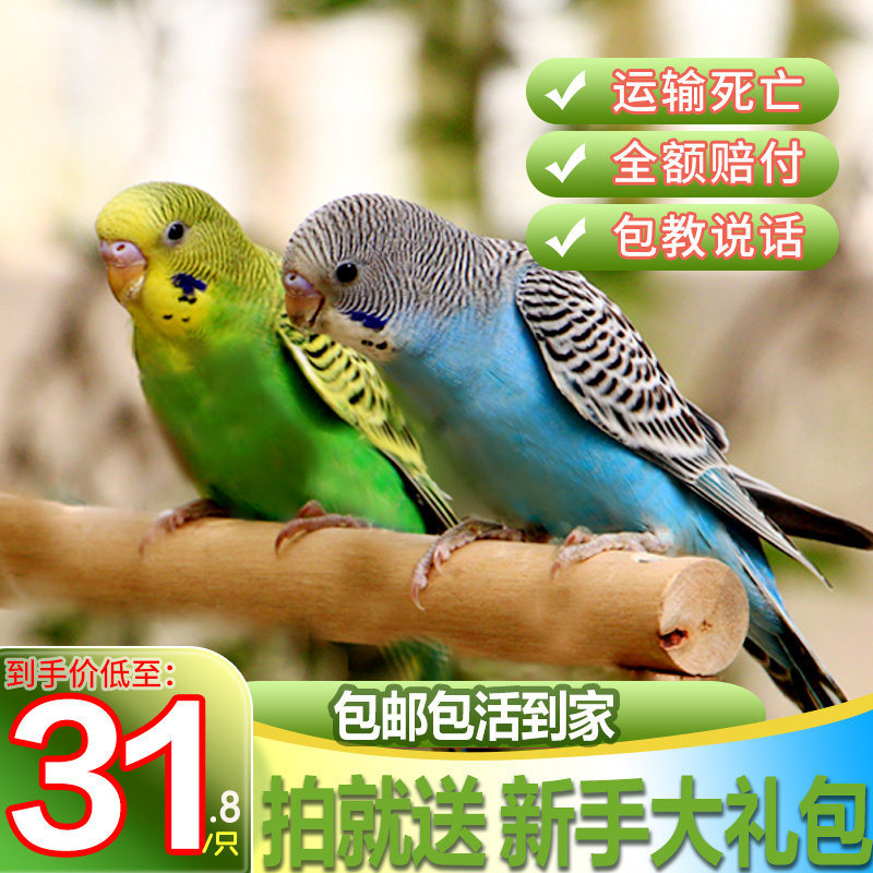 鹦鹉活鸟鸟活物玄风云斑鹦鹉中小型会说话鹦鹉活体物宠物虎皮鹦鹉