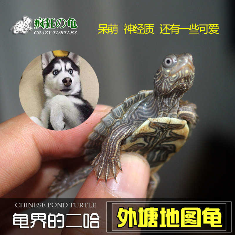 疯狂的龟龟外塘地图苗小乌龟活体深水观赏龟黑瘤地图互动性招财龟图片