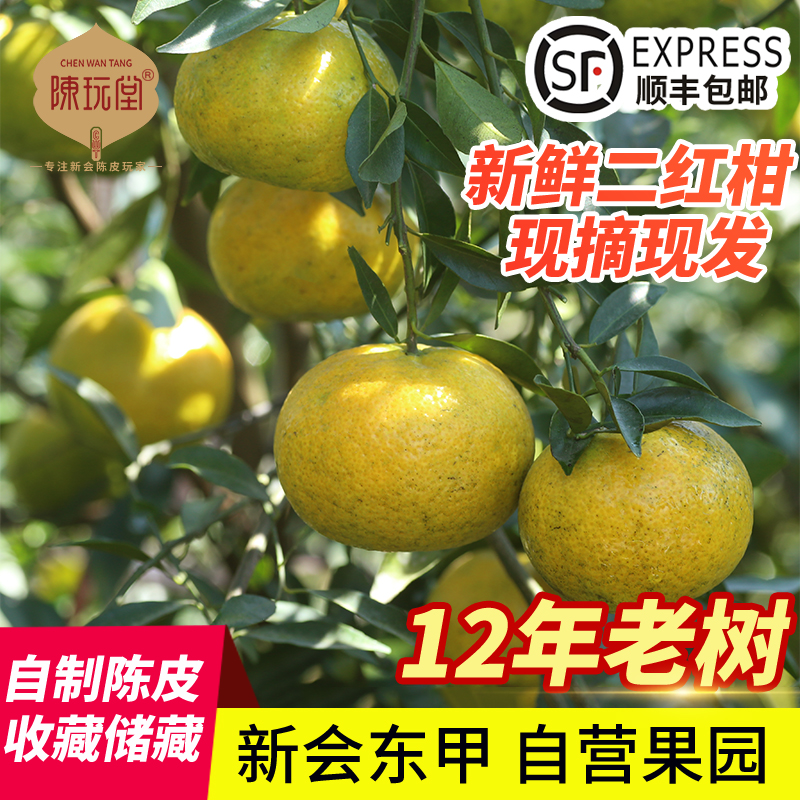新会茶枝柑鲜果东甲小青柑鲜果
