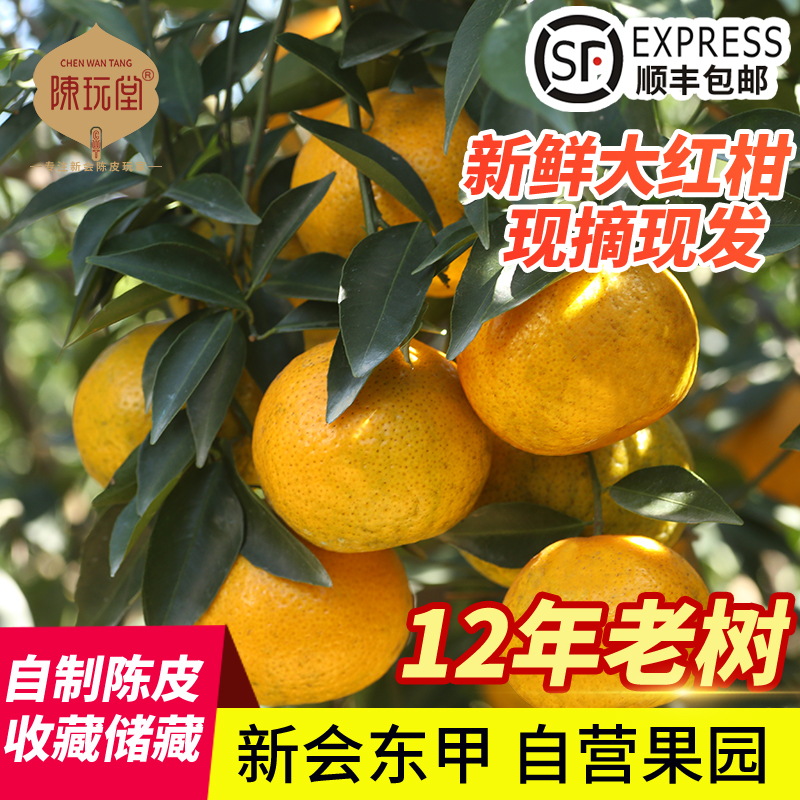新会茶枝柑鲜果东甲小青柑鲜果