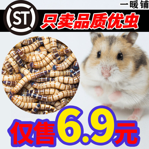 大麦虫顺风活面包虫鸟食鼠乌龟粮八哥仓鼠金龙鱼蜥蜴画眉宠物广东