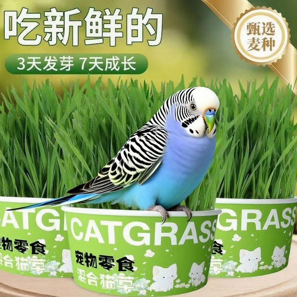 鹦鹉麦芽草粮解闷防啄毛新鲜鸟粮鹦鹉啃咬饲料鸟草盒零食小鸟食盒,宠物/宠物食品及用品,鸟禽喂食器/喂水器,淘宝优惠券,粉丝福利购,淘宝优惠卷