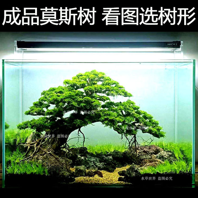 水草莫斯树成品鱼缸装饰莫斯水草造景沉木看图选沉木净化水质包邮