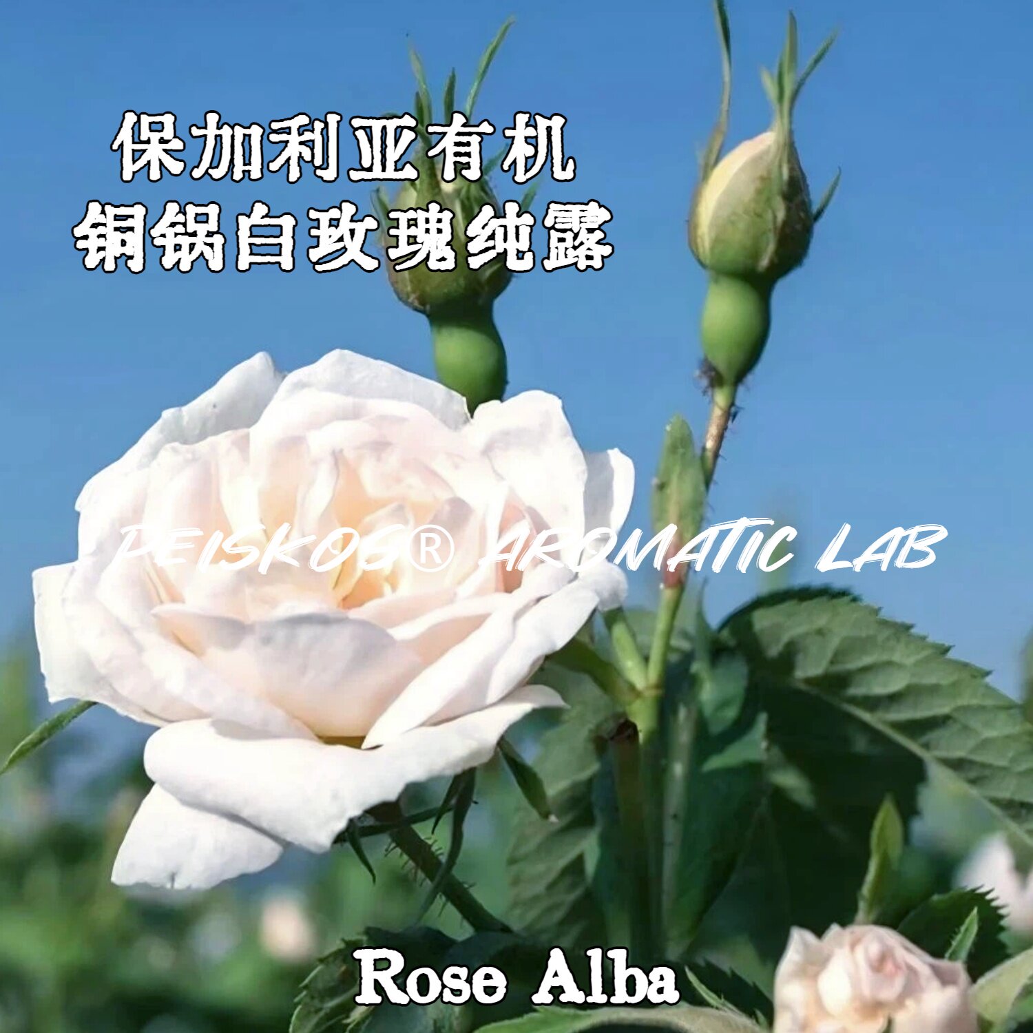 保加利亚有机铜锅白玫瑰保湿纯露图片